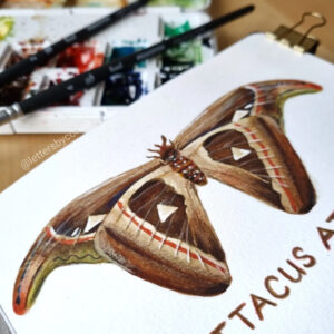 atacus atlas vlinder illustratie aquarel