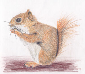 eekhoorn kleurpotlood illustratie