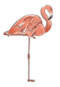 flamingo illustratie pen en aquarel