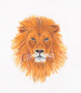 leeuw illustratie aquarelkrijt