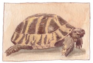 schildpad illustratie pentekening en aquarel