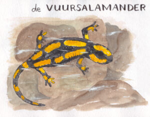 vuursalamander illustratie pen en aquarel